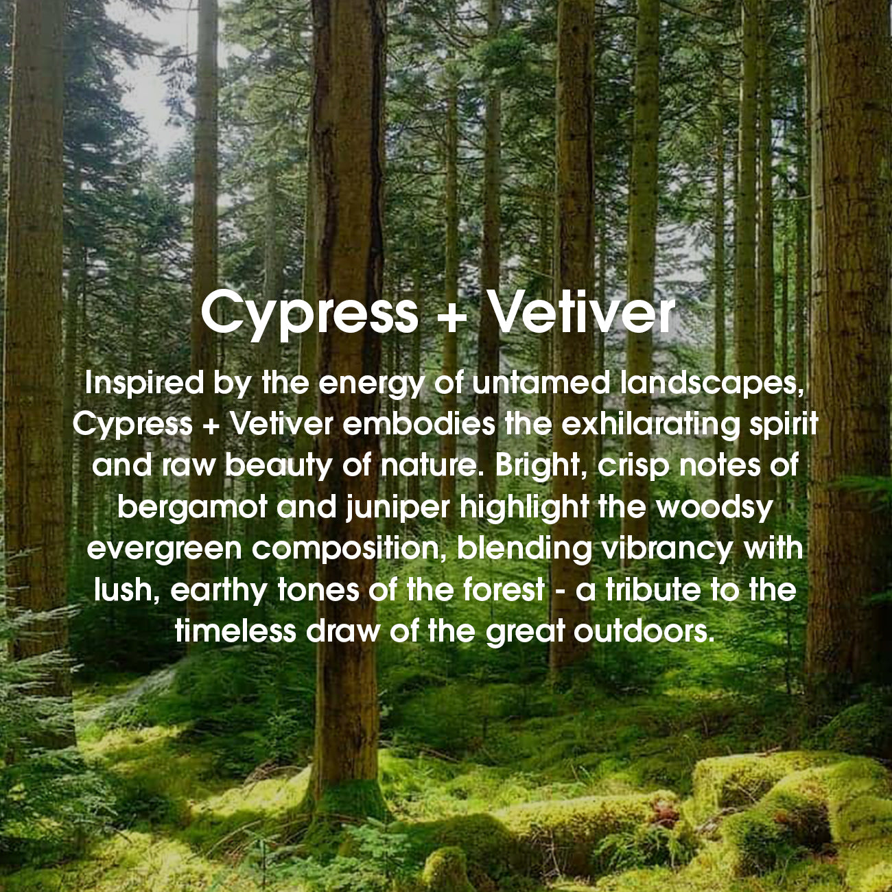 Cypress + Vetiver — forest scene with tall trees and moss; overlaid perfume description noting bergamot, juniper and woody evergreen notes #scent_cypress + vetiver
