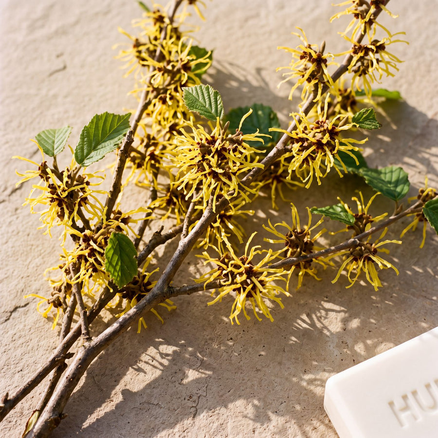 Witch hazel in flower beside a Huron bar