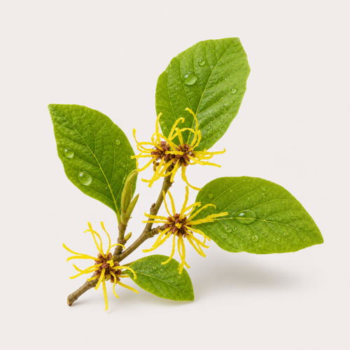 Witch Hazel
