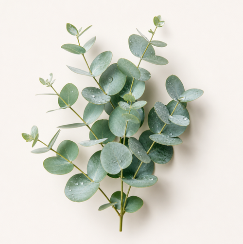 Eucalyptus Oil